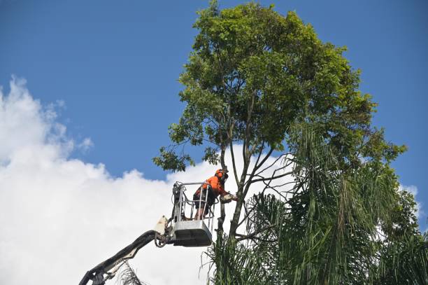 How Our Tree Care Process Works  in  South Duxbury, MA