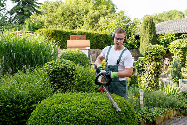 Professional Tree Removal Services in South Duxbury, MA